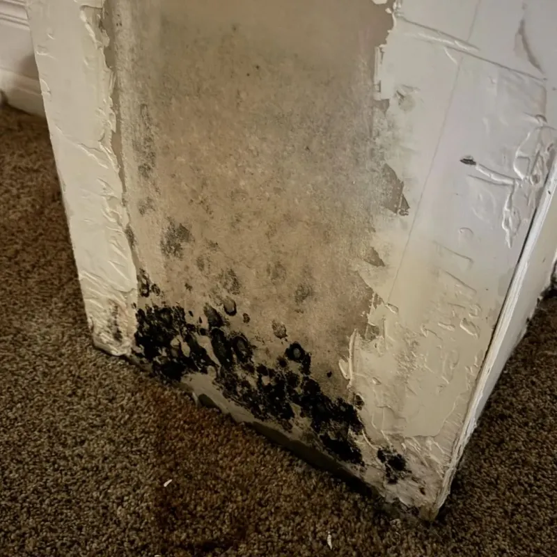 Professional Mold Removal in Nolan County, TX